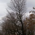 Tree Project - image 81