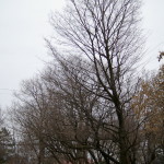 Tree Project - image 80