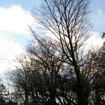 Tree Project - image 79