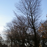 Tree Project - image 78