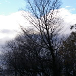 Tree Project - image 77