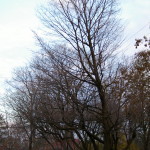 Tree Project - image 76