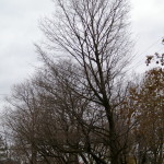 Tree Project - image 75
