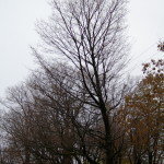 Tree Project - image 74