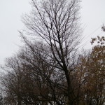 Tree Project - image 73