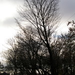 Tree Project - image 72