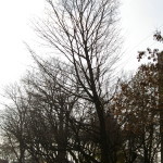 Tree Project - image71