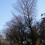 Tree Project - image 70