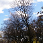 Tree Project - image 69