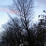 Tree Project - image 68