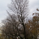 Tree Project - image 67