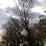 Tree Project - image 66