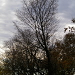 Tree Project - image 65
