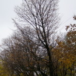 Tree Project - image 64