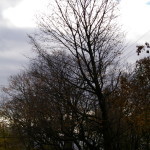 Tree Project - image 63