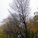 Tree Project - image 62