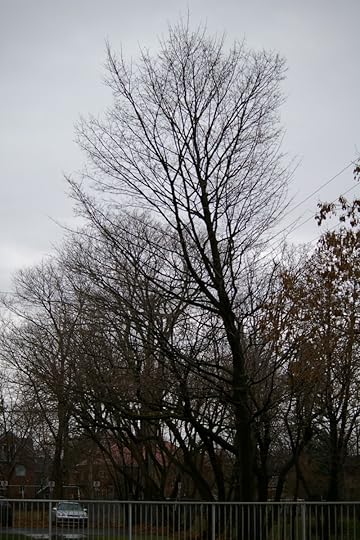 Tree Project - image 88