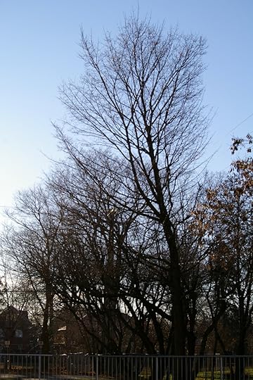 Tree Project - image 85