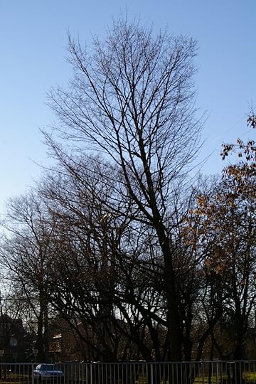 Tree Project - image 84