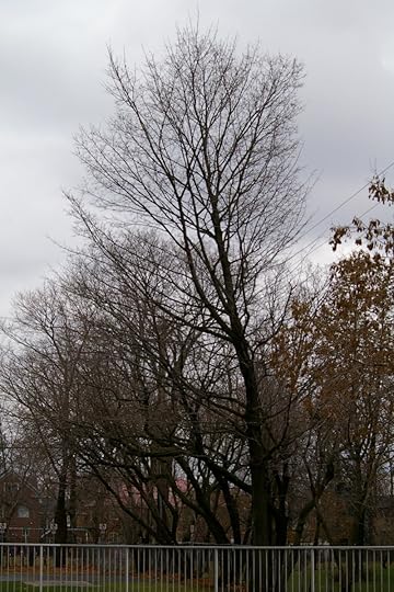 Tree Project - image 81