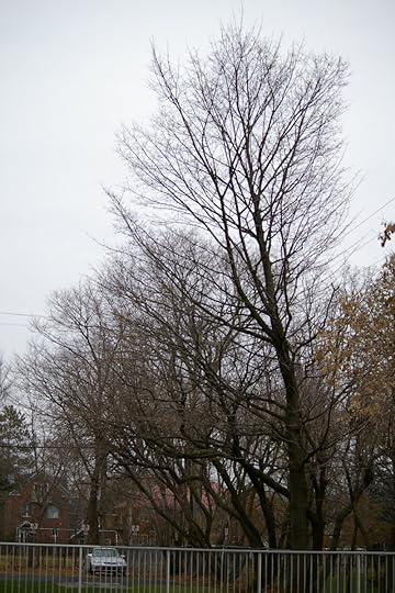 Tree Project - image 80