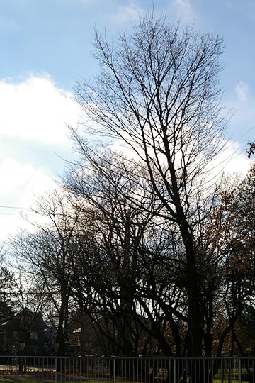 Tree Project - image 79