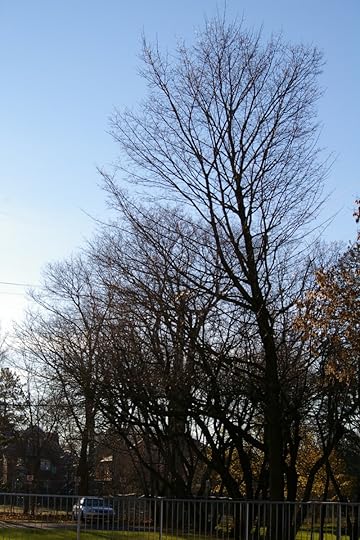 Tree Project - image 78