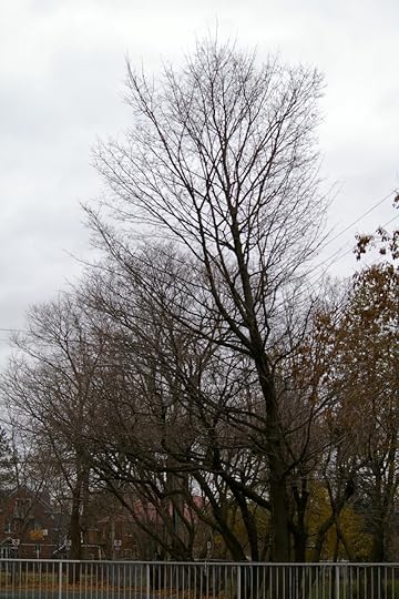 Tree Project - image 75