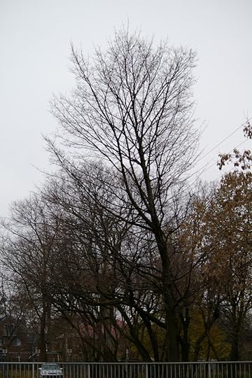 Tree Project - image 73