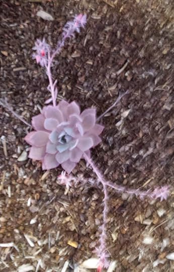 desert flower