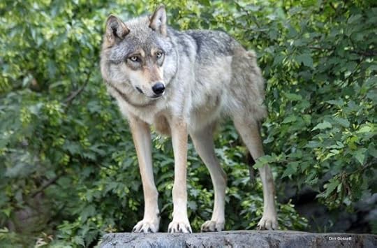 International Wolf Center