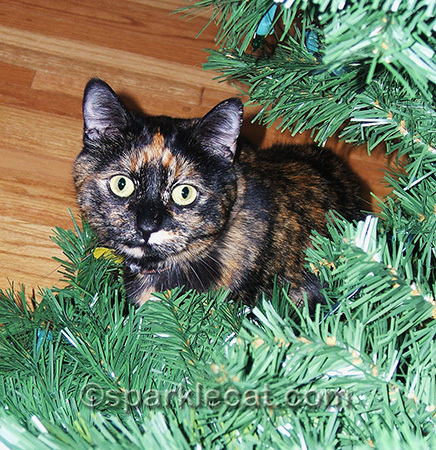Tortoiseshell cat, Christmas, Christmas tree, cat Christmas