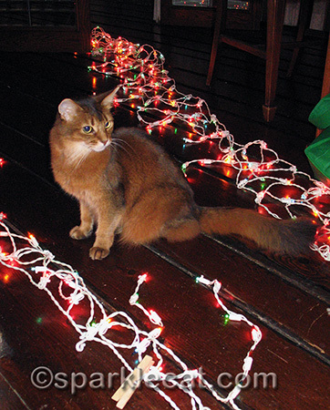 somali cat, christmas lights, christmas tree lights