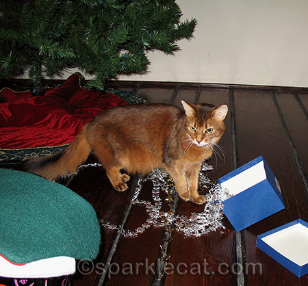 somali cat, Christmas tree decorating, cat supervision