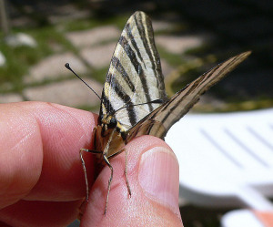 Photo by PublicDomainPictures taken from pixabay.com