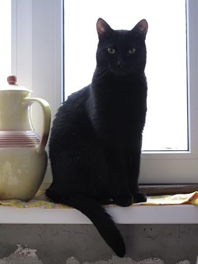 black cat - Google Search: 