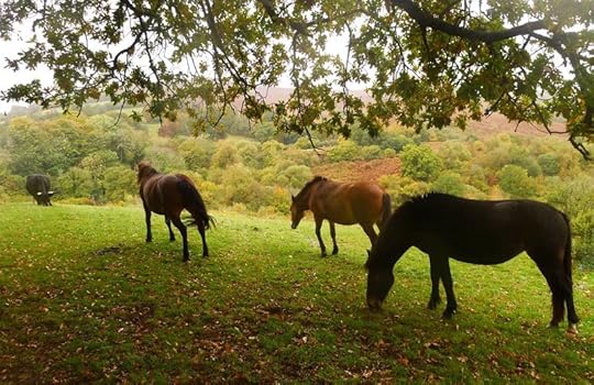 Nattadon morning 9 (ponies and bull)