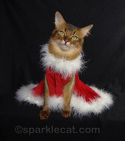 cat Christmas dress, somali cat, cat dress