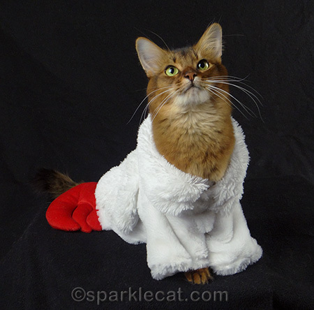 somali cat, cat costume, cat lobster costume with wings