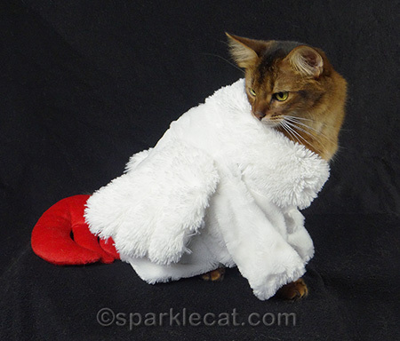 somali cat, cat lobster costume, cat costume