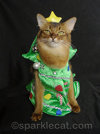 cat christmas tree costume, somali cat