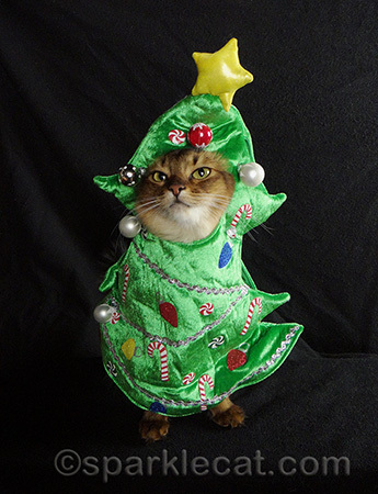 Somali cat, Christmas tree cat costume