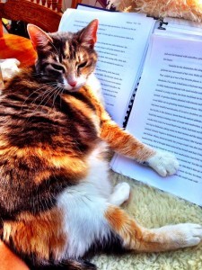 Julie's cat