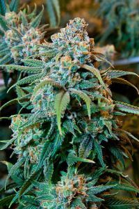 Cannabis_Plant