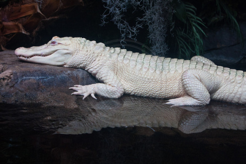 white-crocodile-haiku-friday