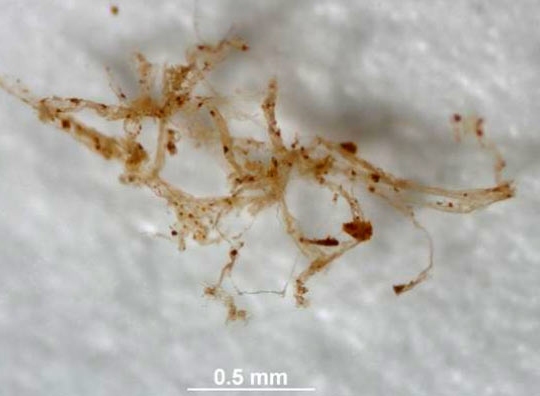 Blood vessels taken from a dinosaur fossil. (Image credit: M. Schweitzer, North Carolina State University.)