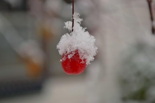one snowy berry