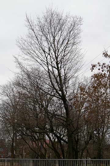 Tree Project - image 96