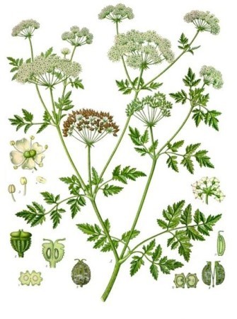 Conium_maculatum_-_Köhler–s_Medizinal-Pflanzen-191