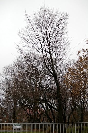 Tree Project - image 94
